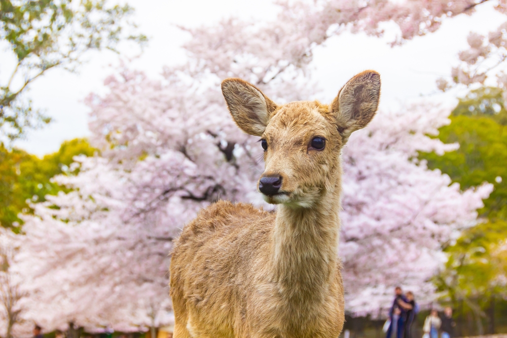 The Enchanting Deer of Nara Park: A Journey Through History, Culture, and Coexistence
