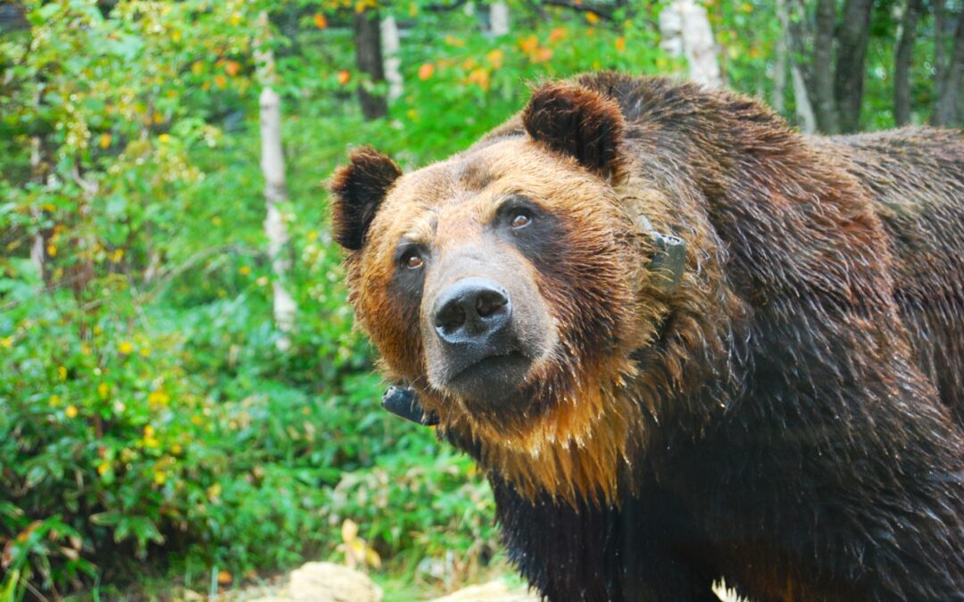 Bears in Japan: Rising Encounters and Lessons from Europe