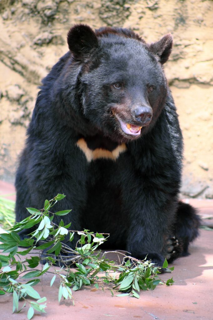 Tsukinowaguma, bear inhabitants in Honsyu