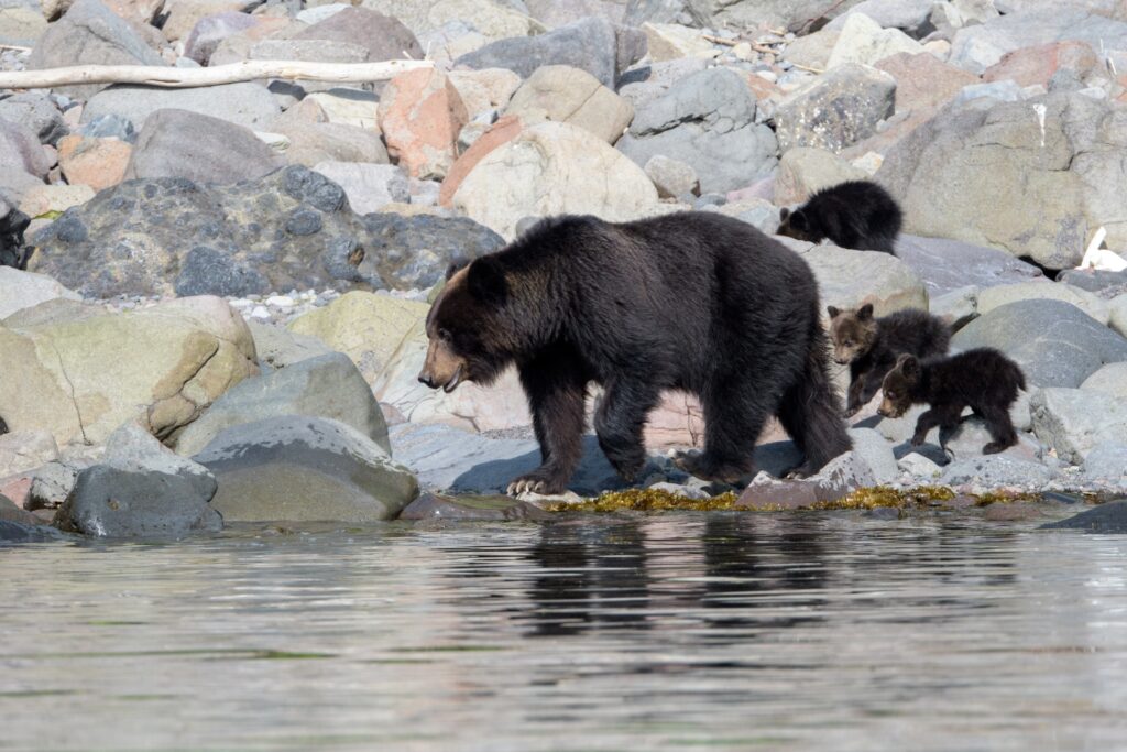 Mother of black bear walking two cubs